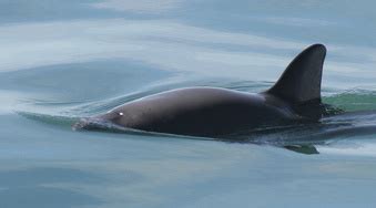 Mexico search set to find world’s most endangered porpoises